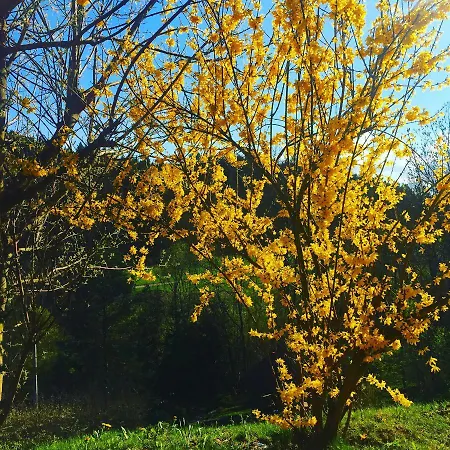 ゲストハウス Zagorzanka Rehabilitacyjno-rekreacyjny Sis Dziadkowiec - Spolka Jawna ムシャナ・ドルナ